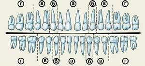 La numeración de los dientes en odontología el principio según el cual