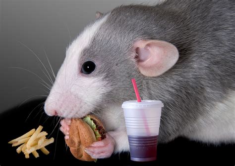 What This Rat Study Can Teach Us About Stress Eating Huffpost Life