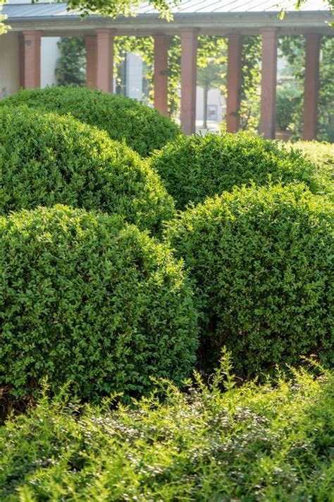 Gem Box Inkberry Holly Live Plant Boxwood Landscaping Box Wood Shrub