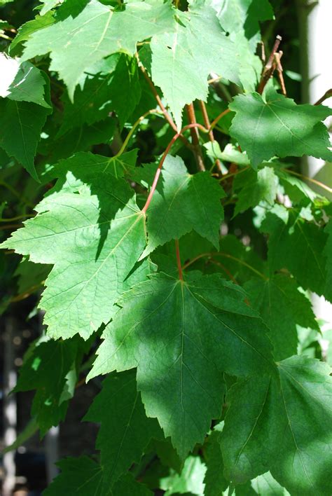 Autumn Blaze Maple • Kiwi Nurseries Ltd