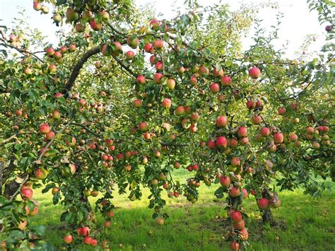 apple pohon apel buah  photo  pixabay