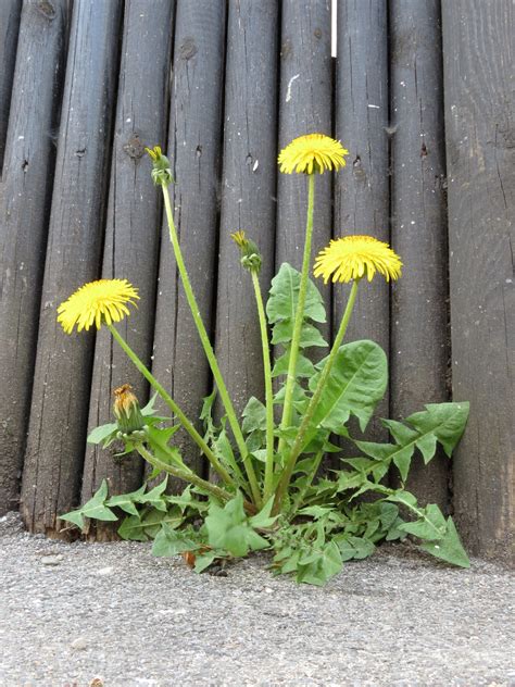 Dandelion Greens Facts Health Benefits And Nutritional Value