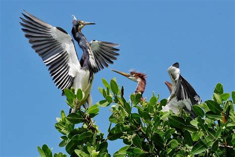 Tri Colored Herons Wild Birds Near The Gulf Of Mexico Sout Flickr