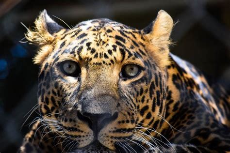 The 10 Most Beautiful Endangered Animals In The World Supreme California