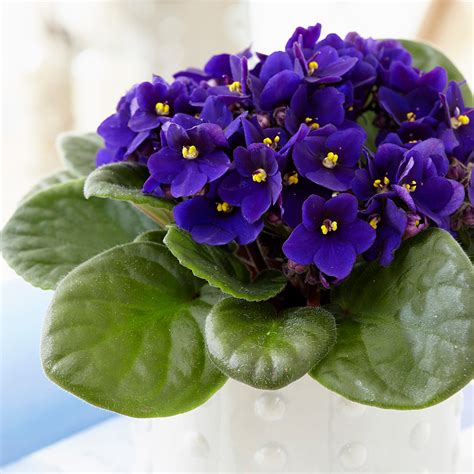 Buy African Violet Saintpaulia Top Dark Blue Delivery By Waitrose