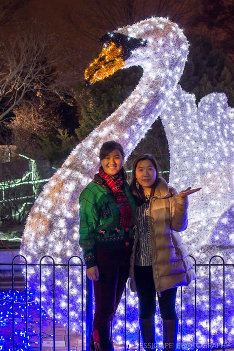 They transform the grounds into a glittering, seasonal celebration, charming visitors with animated displays, staged tableaus, and cheerful music. It's a Jungle Out There: St. Louis Zoo Wild Lights | It's JPei