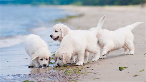 Besides being efficient as a working dog, it has also gained an immense reputation as a house pet because of its even temperament and fun loving nature. Golden Retriever (Puppies, Sandbeach, Seaside) HD Dog ...