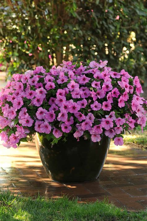 Growing And Caring For Petunias