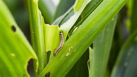 Fall Armyworm Combatting Another Invasive Pest Amidst The