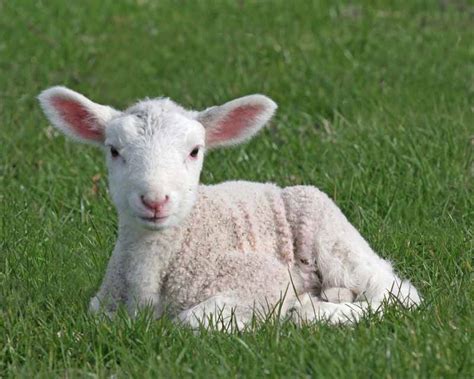12 Things You Need To Know About Lambing