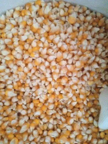 Popcorn Maize From Mysore