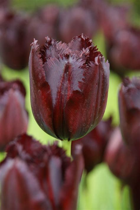 Tulip Vincent Van Gogh Dutch Garden World Tulipas Flores Verde