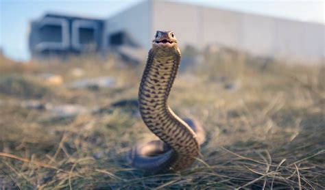Australias 10 Most Dangerous Snakes Trendradars