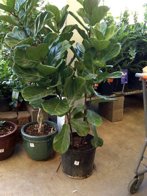 .home depot was selling the fig trees i had a mini panic attack & called the home depots in our want to really learn how to care for a fiddle leaf fig? Home Depot House Plants Easy 14 Best Fiddle Leaf Fig Tree ...