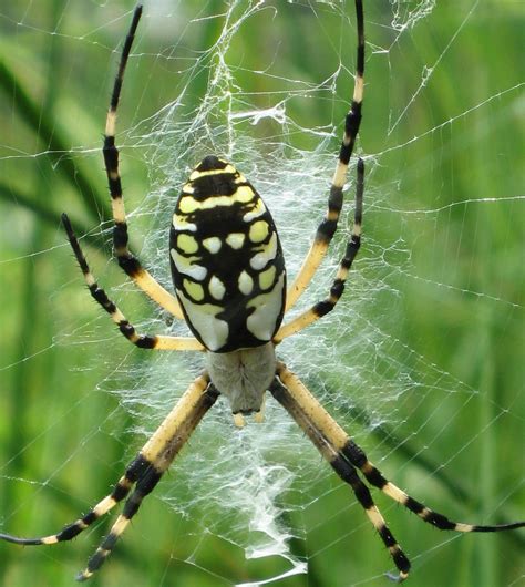 Yellowblack Spider Move To Snake Poisonous North Carolina Nc
