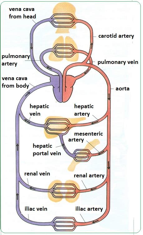 72 Arteries Veins And Capillaries Structure And Functions Biology Notes For Igcse 2014
