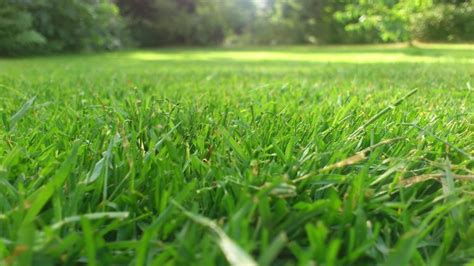 Cultivating A Lush Green Lawn Affiliate Pro 101