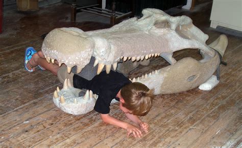 Deinosuchus 30 Foot Crocodilian Skeleton On Behance