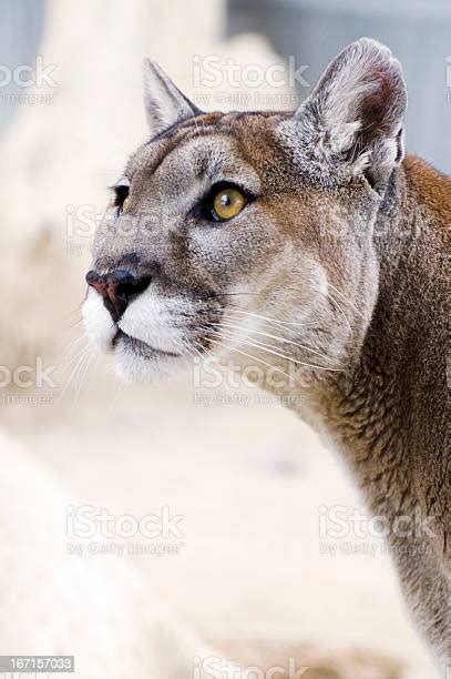 Mountain Lion Puma Concolor Head Stock Photo Download Image Now