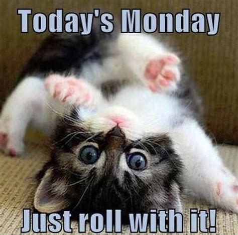Monday Monday Memes Monday Quotes Cat Quotes It S Monday Manic