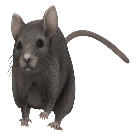 Grey Mouse Free Stock Photo Public Domain Pictures