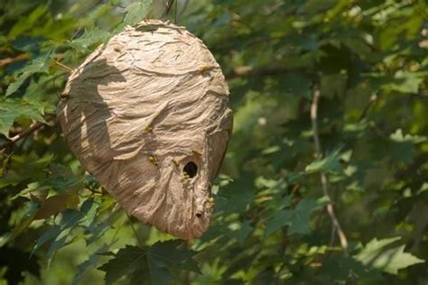 The Trick To Getting Rid Of Carpenter Bee And Hornet Nests Spray