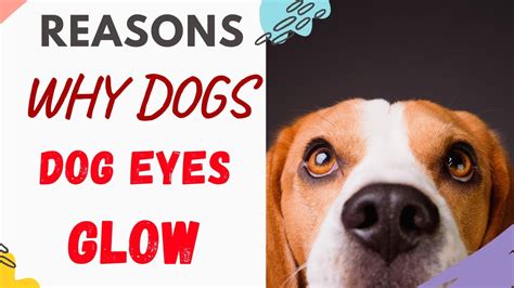 Why Do Dogs Eyes Glow Reasons Explained And Answered Youtube