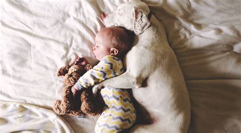 毎日赤ちゃんを抱っこして寝る「子守犬」の写真にほっこり Tabi Labo