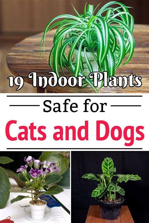 Indoor Flowers Safe For Cats Cats Ghy