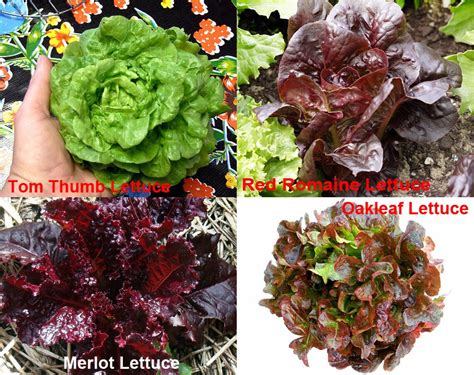 1000 Lettuce Mix 20 Varieties Heirloom Non Gmo Rare For Salad Etsy
