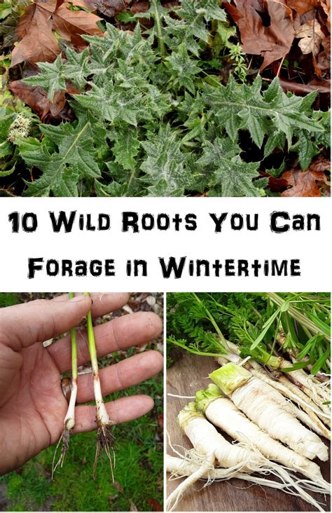 10 Wild Roots You Can Forage During Wintertime The Northwest Forager