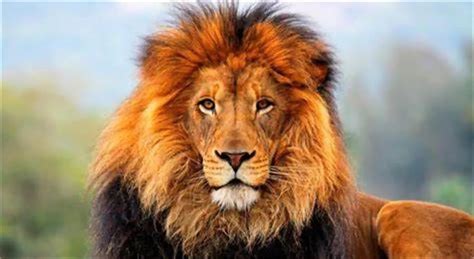 英语习语解析：beard The Lion In His Den Or Lair 知乎