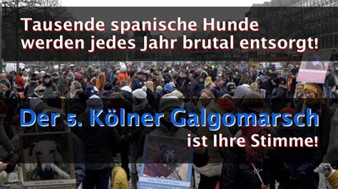 Wird um 60cm groß werden. 5. Kölner Galgo Marsch 2020, Protestmarsch für tausende ...