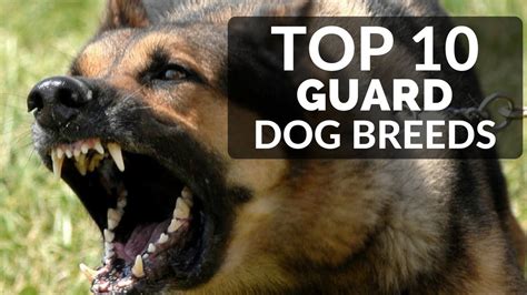 Top 10 Guard Dogs For Families Best Puppy Breed To