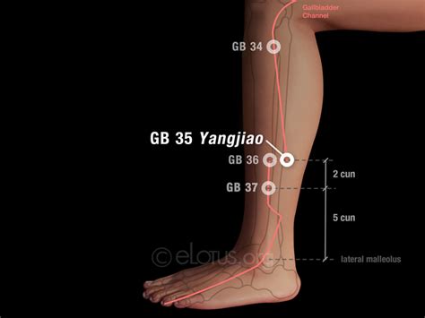 Yangjiao Gb 35 Master Tungs Acupuncture Elotus Core