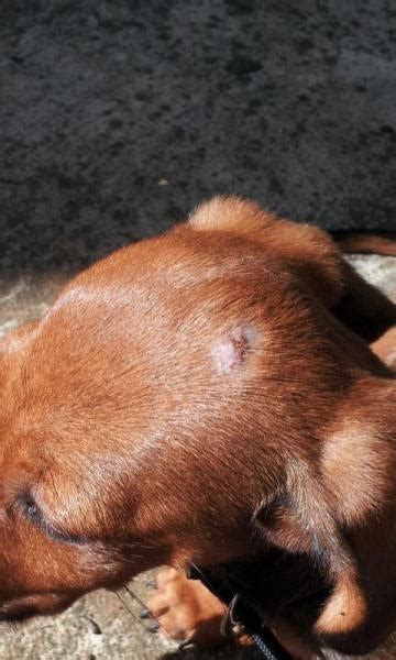 Skin Sore On Mini Dachshund Puppy Worries Me
