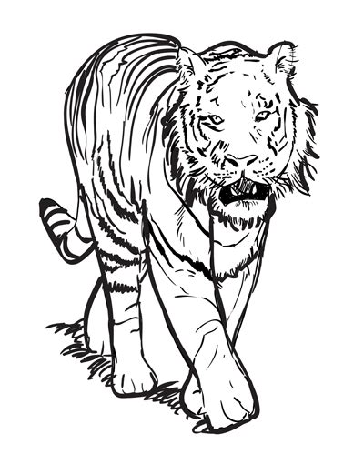 Add in the guidelines for the face. How to Draw a Tiger Step by Step