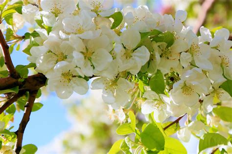 Fotos Gratis Flores Primavera Naturaleza árbol Vistoso Ramas