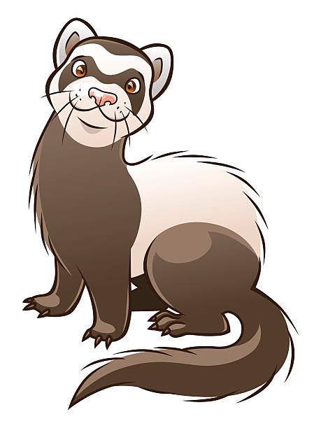 Cartoon Of The Funny Weasel Illustrations Royalty Free Vector Graphics