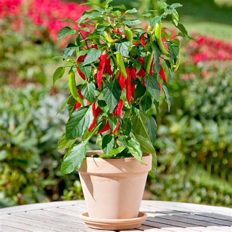 Chilli Pepper Patio Plant Hot Fajita Suttons