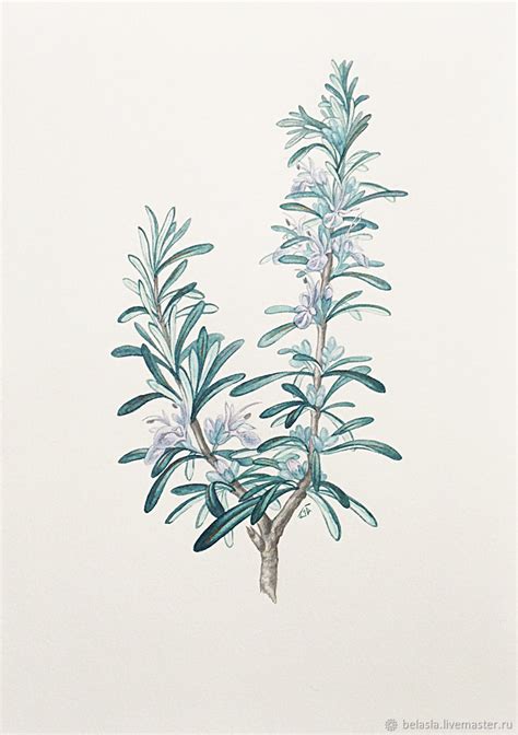 Watercolor Rosemary At Getdrawings Free Download