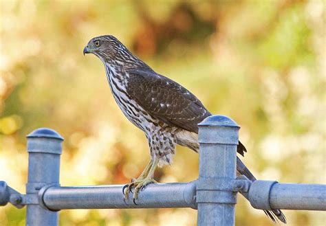 birds humans look out for cooper s hawks the martha s vineyard times