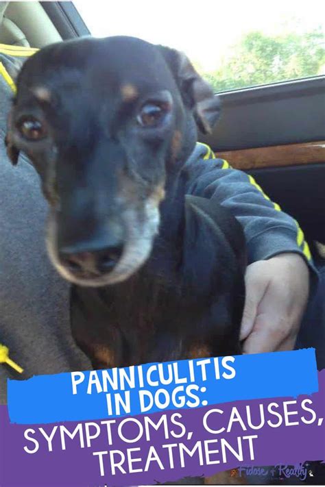 Panniculitis In Dogs Symptoms Treatments And Causes Fidose Of