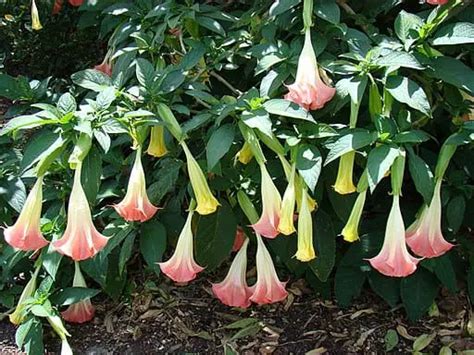 2022 How To Grow And Care For Angels Trumpet Plants Home And Gardenia
