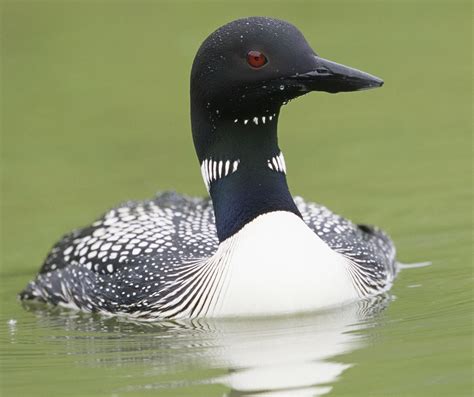 Pin On Duikers Loons Gaviiformes Gaviidae