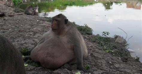 Chunky Monkey Obese Macaque Uncle Fatty Balloons To Twice Normal