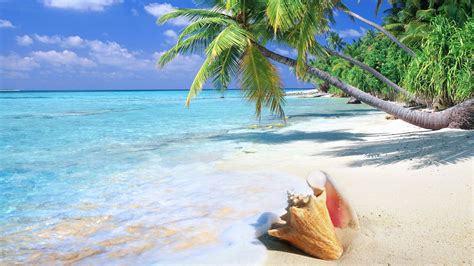 Free Download Hd Wallpaper Tropical Beach Shell Wallpapers55com Best