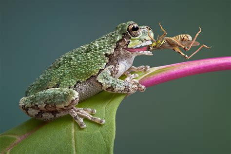 What does a grasshopper eat? Eat the frog: why it's good to do the hardest thing first ...