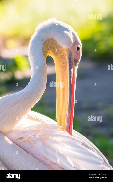 Feathered Animals High Resolution Stock Photography And Images Alamy