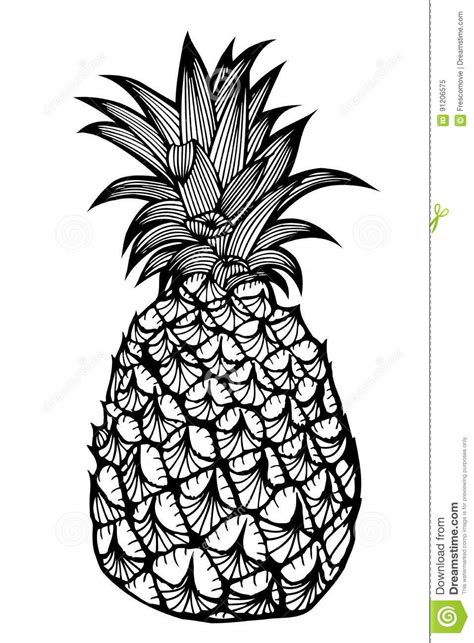 Fruit Pineapple Vector Illustration Hand Drawn
